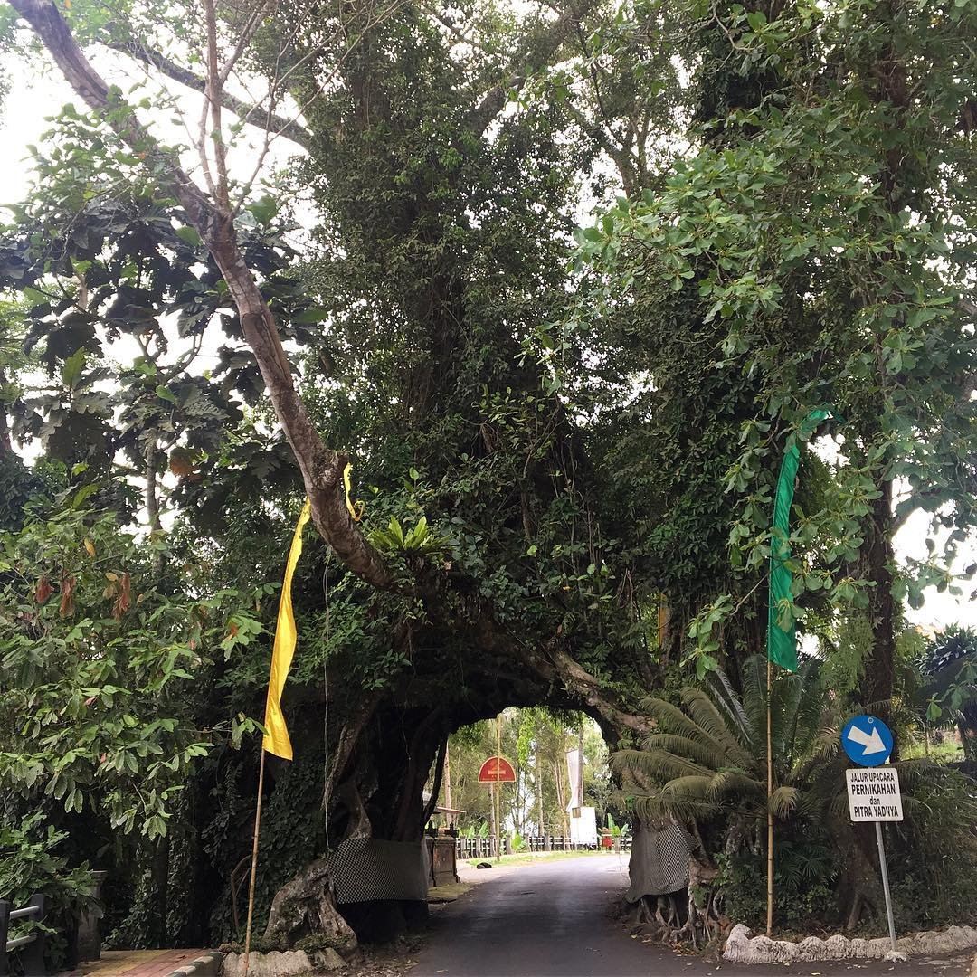 Bunut bolong - insight bali