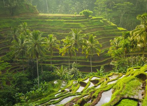 Tegallalang Rice Terrace: The Enchanting Beauty of Motherland