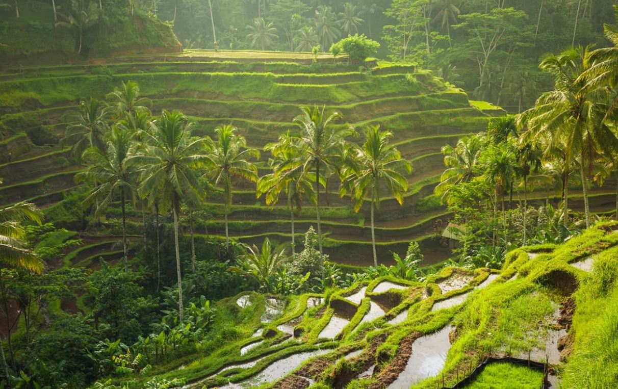 Tegallalang Rice Terrace: The Enchanting Beauty of Motherland - Insight Bali